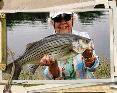 Ms. Glazner's hybrid striped bass