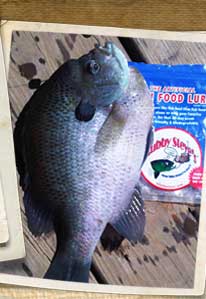 Scott from Alabama - bluegill