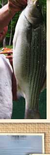 Steve Pugh from Virginia - Hyrbrid Striped Bass