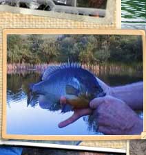 Larry from Virginia - Bluegill