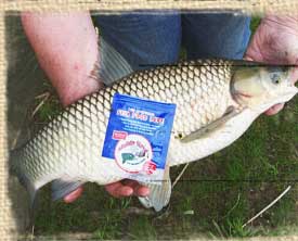 grass carp