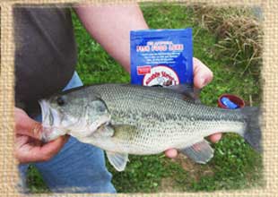 large mouth bass